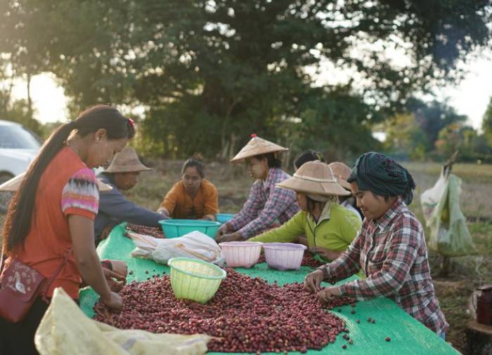 Kaldi Myanmar Specialty - Over de plantage