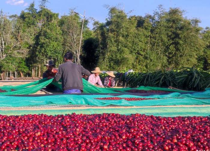 Kaldi Myanmar Specialty - Verwerking van de koffiebonen