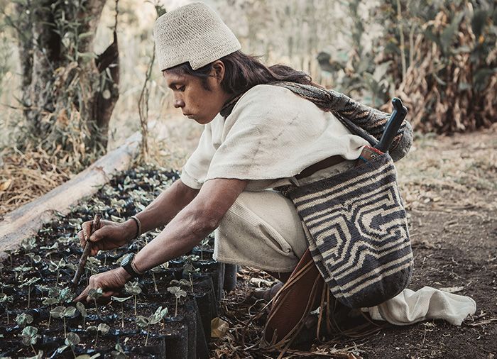 Colombia koffieplantage