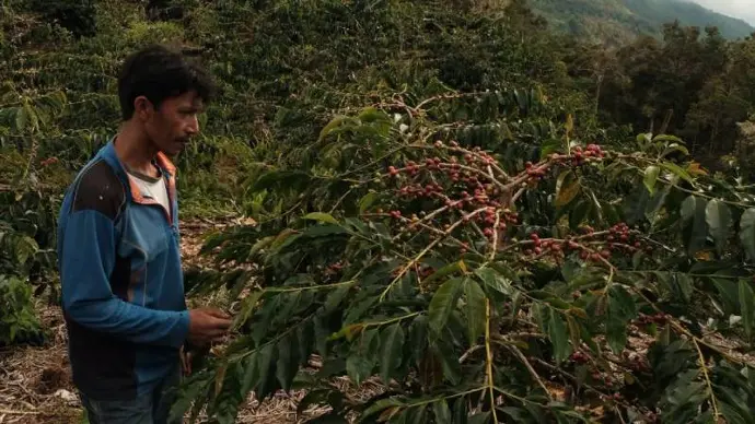 Geven om de toekomst van koffie