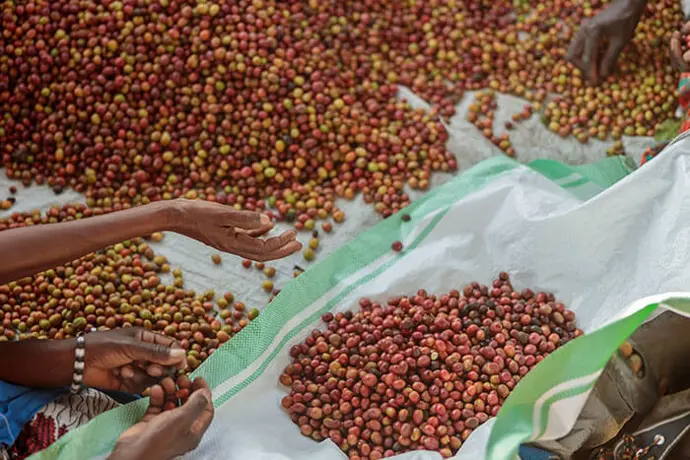 fermentatie koffiebonen