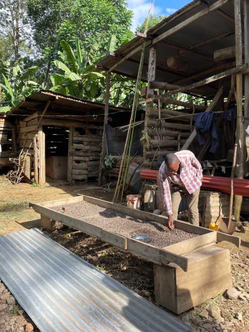 Specialty Tanzania Wanza verwerken van de koffie