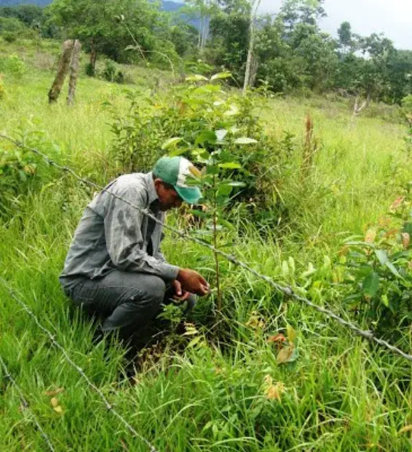 Bolivia Santa Cruz verwerken van koffie