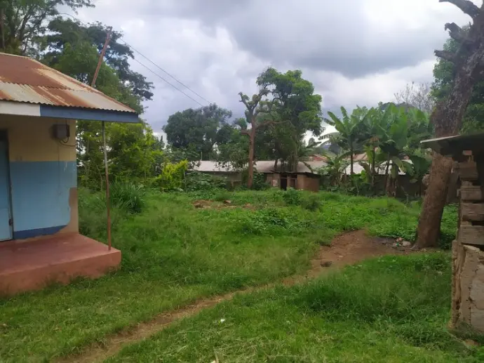 Tanzania Marangu Peaberry - over de plantage