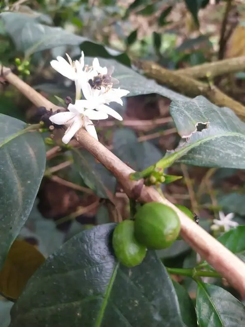 Tanzania Marangu Peaberry - verwerking en branden van de koffie