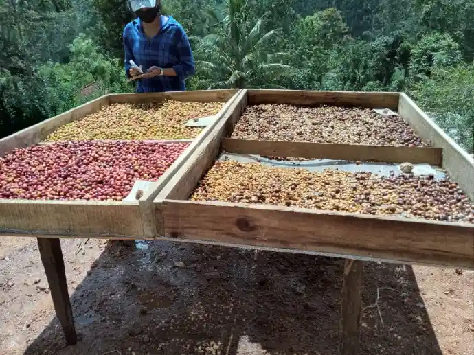 Shrilanka Kandy Kohtmale plantage