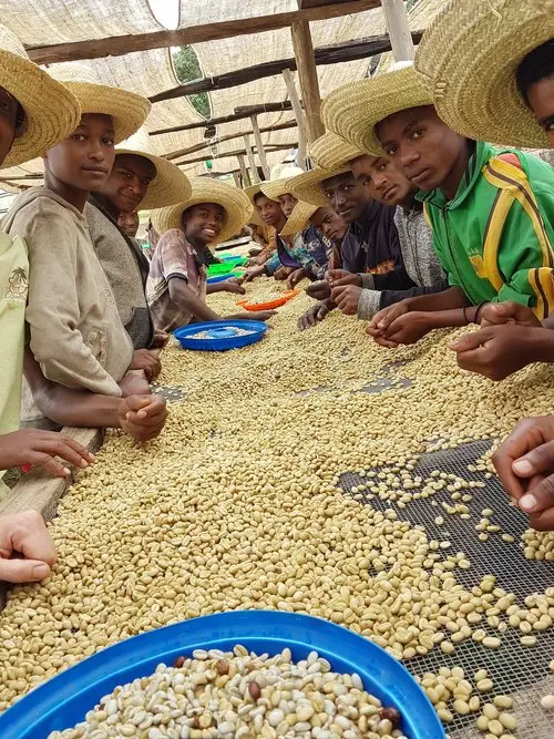 Limmu Kossa verwerken van de koffie