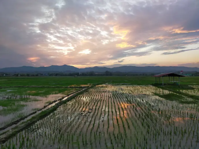 Thailand Wiang Pa Pao plantages